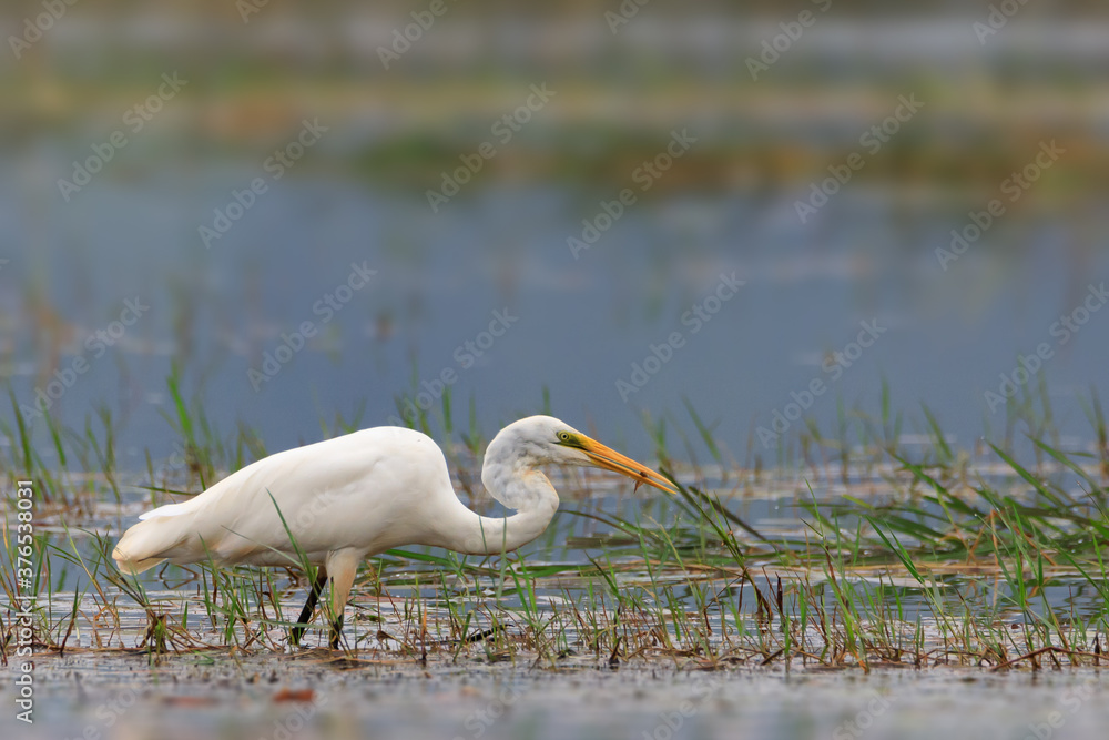 Fototapeta premium Great white egret (Ardea alba) - white heron