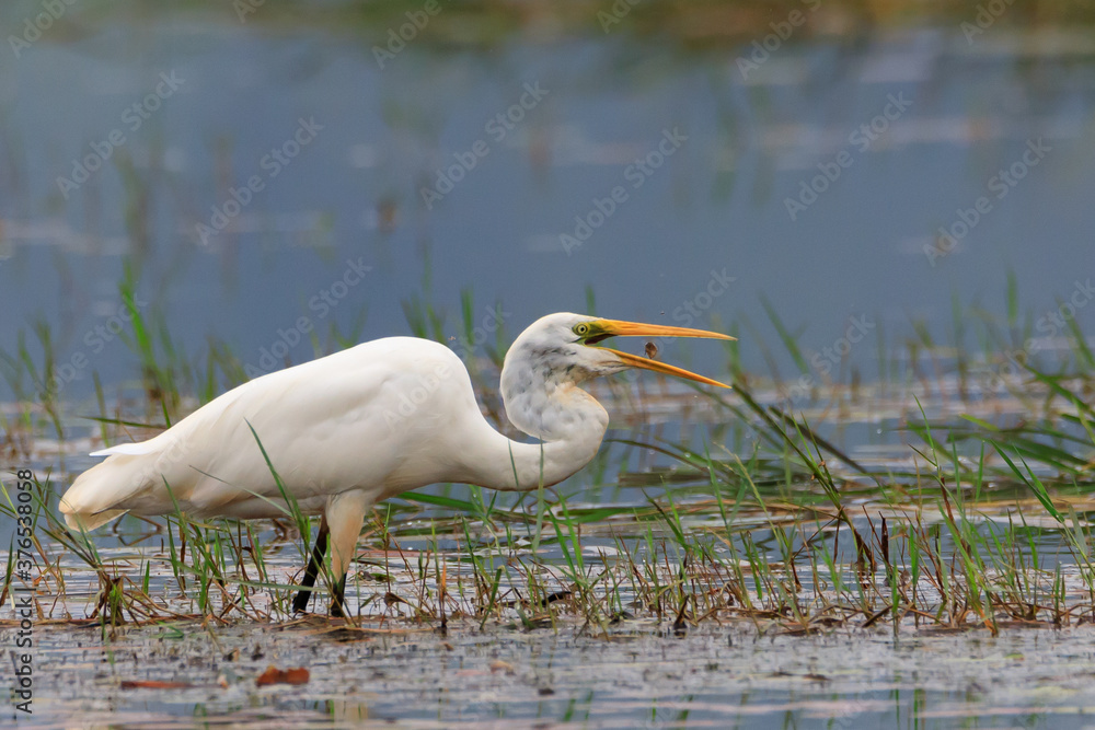 Great white egret (Ardea alba) - white heron Great white egret (Ardea alba) - white heron