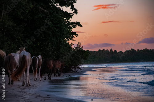 Horses walking in the Sunset Beach