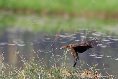 Lesser Whistling Ducks stock photo (Dendrocygna javanica) photo