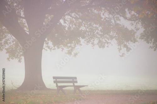 banc dans la brume