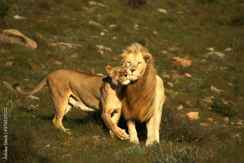 Wallpaper Mural Honeymoon lion in the grass Torontodigital.ca
