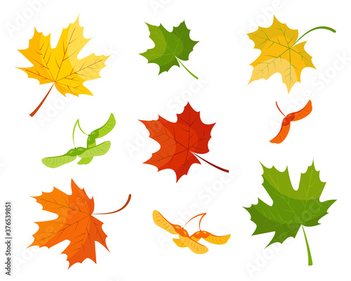 Maple leaves and seeds on white background.