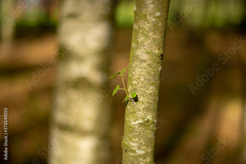 Depth of field isolated Last Green leaf on trunk of birch tree in autumn. View with fallen yellow leaves in blurred background. © KILO LUX