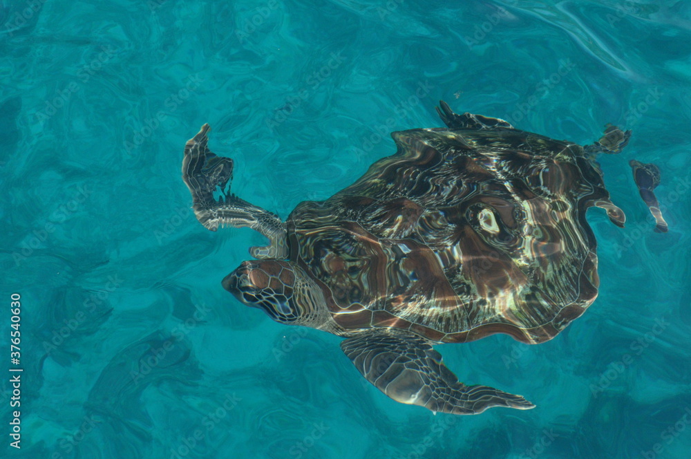 Obraz premium sea turtle swimming