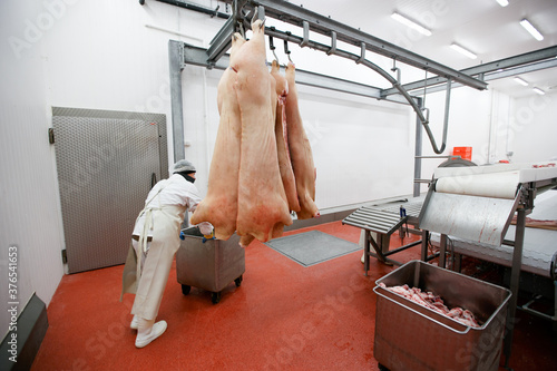 Rear view of a group of worker in meat factory, chopped a fresh pork meat in pieces on work table, industry food.