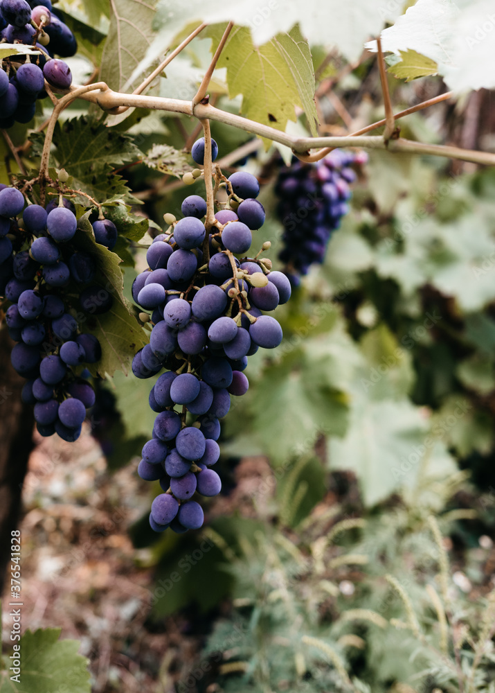 Delicious and healthy fruits, fresh autumn harvest. Ripe red grapes hang in a cluster on a green vine in the vineyard. Black maiden grapes, large bunch.