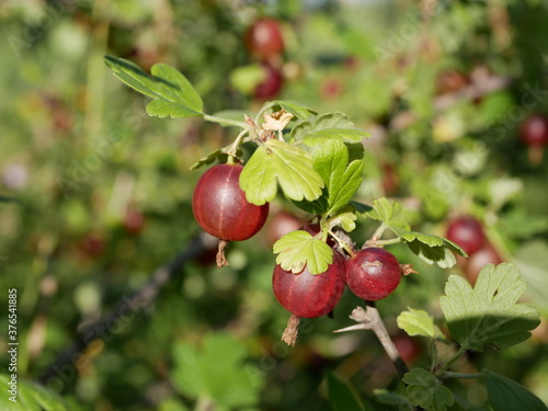 Large red gooseberry berries ripen on a branch in the garden, under the sun on a hot summer day. A crop of organic vegetarian food with a high content of vitamins, grown without the use of fertilizers