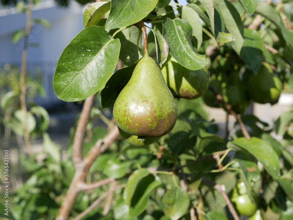 A large green pear ripens on a branch among the leaves in the garden, under the sun on a hot summer day. A crop of organic fruits with a high content of vitamins and fiber