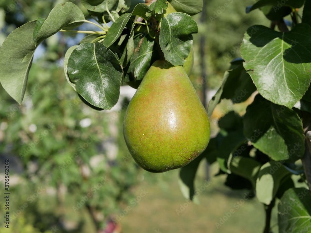A large green pear ripens on a branch among the leaves in the garden, under the sun on a hot summer day. A crop of organic fruits with a high content of vitamins and fiber A large green pear ripens on a branch among the leaves in the garden, under the sun on a hot summer day. A crop of organic fruits with a high content of vitamins and fiber