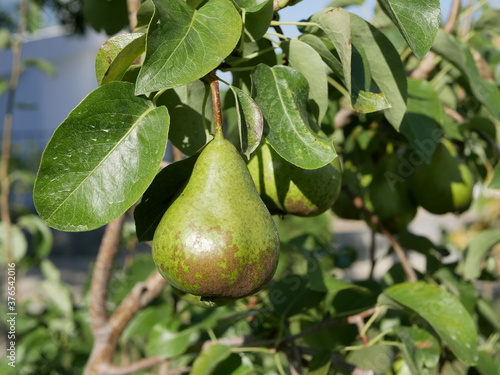 A large green pear ripens on a branch among the leaves in the garden, under the sun on a hot summer day. A crop of organic fruits with a high content of vitamins and fiber