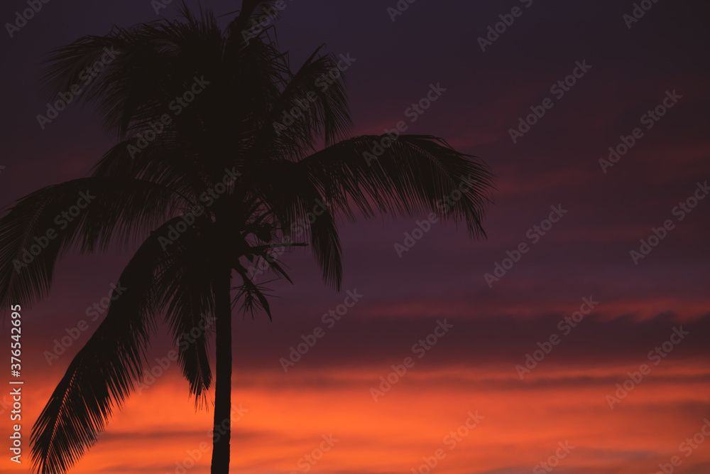 Beautiful sunset with palm trees silhouette, unfocused. Calm evening with colorful dusk sky, soft focus. Twilight in tropical resort. Idyllic sunset with palm trees. Sunset on the beach. Calm evening 