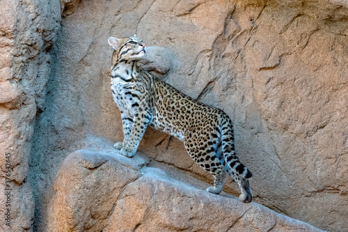 Female Ocelot poised on the side of a Cliff Wall photo