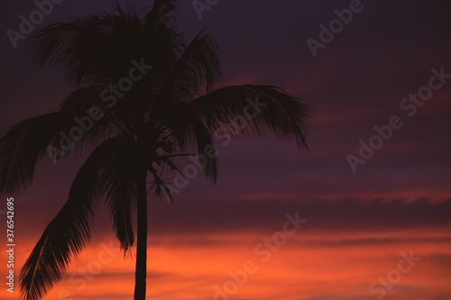 Beautiful sunset with palm trees silhouette  unfocused. Calm evening with colorful dusk sky  soft focus. Twilight in tropical resort. Idyllic sunset with palm trees. Sunset on the beach. Calm evening 