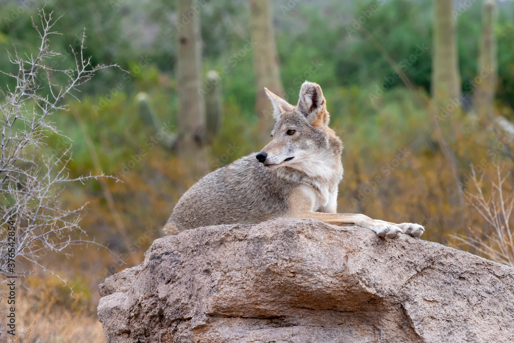 Fototapeta premium Coyote Resting on a rock in the Sonoran Desert in Southern Arizona