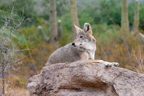 Fototapeta Naklejka Na Ścianę i Meble -  Coyote Resting on a rock in the Sonoran Desert in Southern Arizona