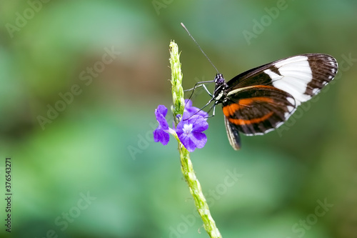 Heliconius cydno or the cydno longwing butterfly