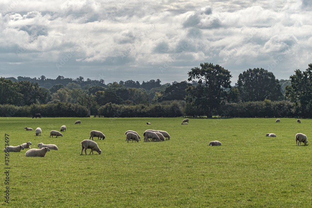 Obraz premium Sheep and lamb in the field