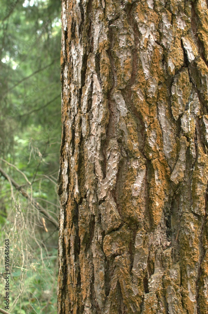 Textured tree bark close-up on a background of green foliage