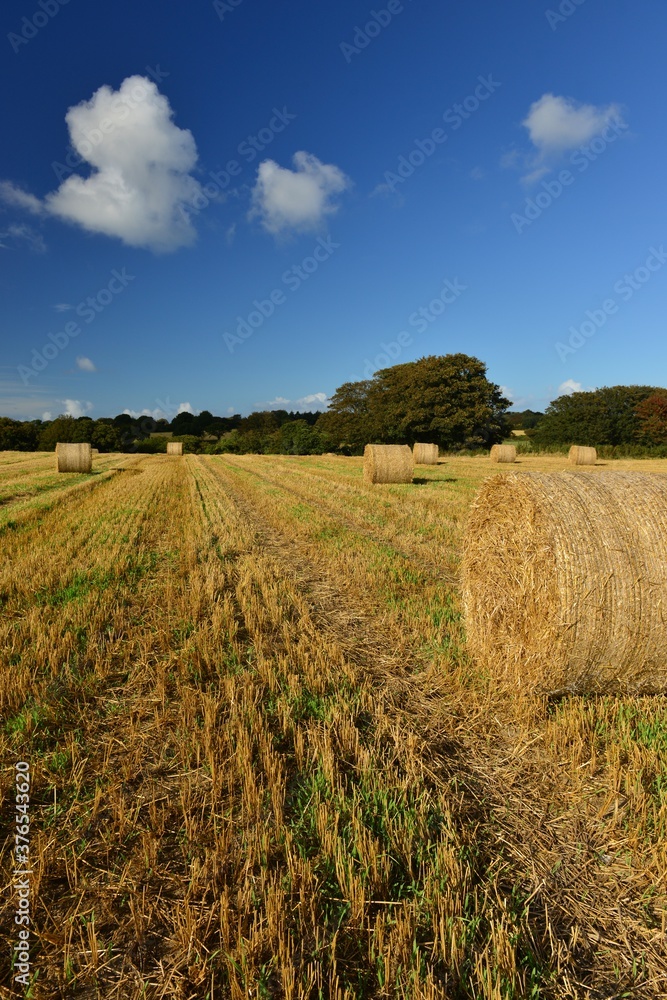 Summer harvest, Jersey, U.K. Hay bales in the landscape.