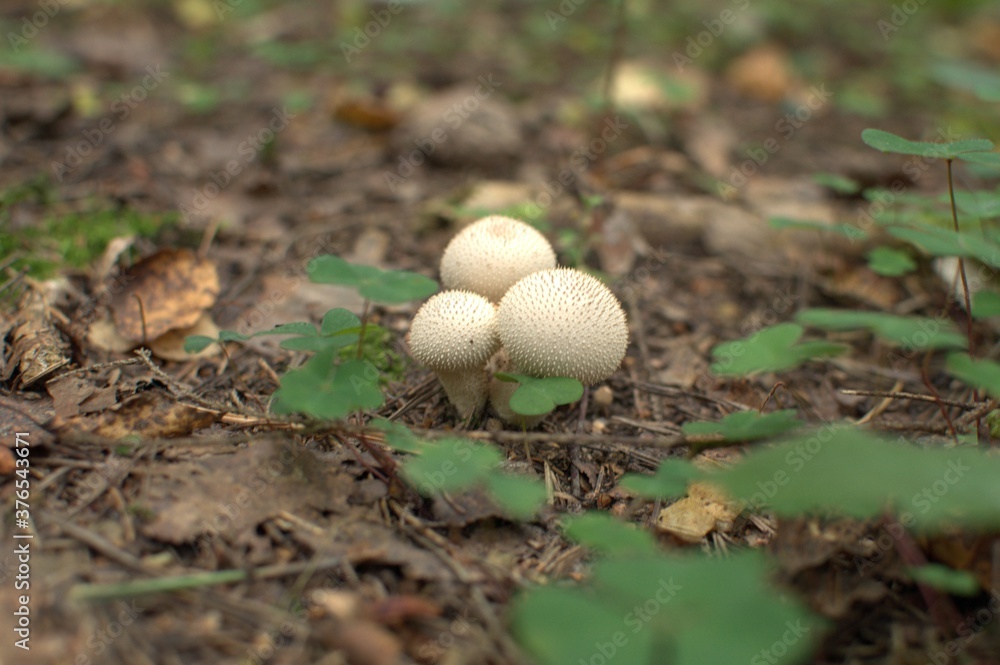 Three raincoat mushrooms with round white caps on the ground in the forest Three raincoat mushrooms with round white caps on the ground in the forest