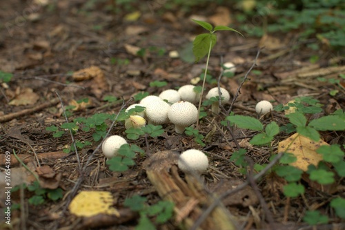 A group of forest mushrooms with round white caps on the ground in the forest, shot from the side