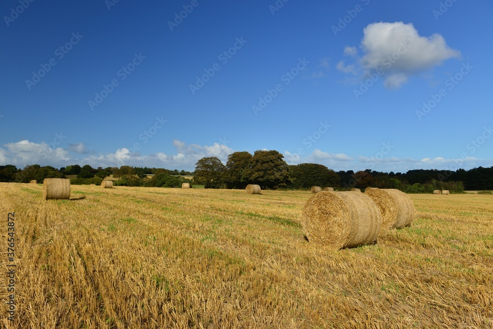 Straw hay bales, Jersey, U.K. Summer harvest landscape.