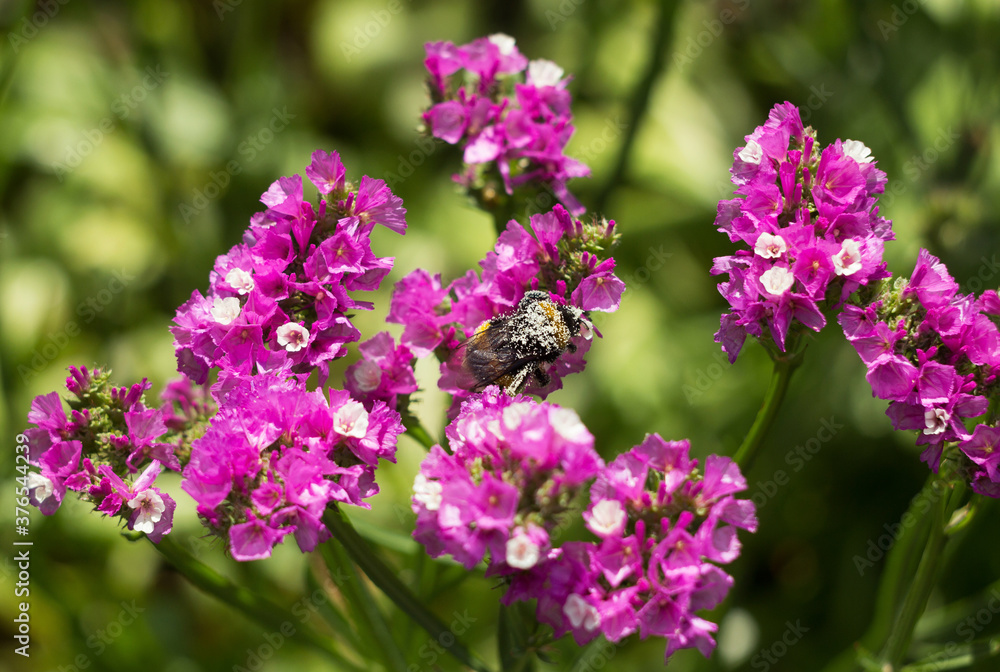 Pollen bumblebee collects limonium nectar, funny big insect covered with pollen sits on a pink summer flower. Pollen bumblebee collects limonium nectar, funny big insect covered with pollen sits on a pink summer flower.