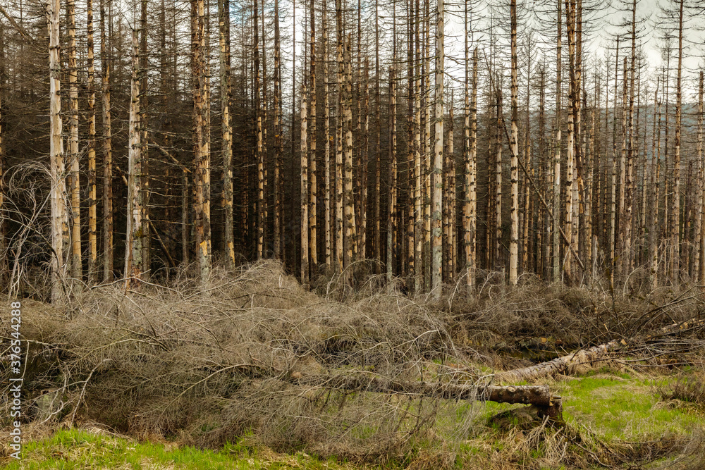 dried and felled trees in a coniferous forest in early spring on a sunny day and a cloudy sky..beautiful forest landscape at sunset with sunny sky. Pine forest without people. windbreak, fallen trees dried and felled trees in a coniferous forest in early spring on a sunny day and a cloudy sky..beautiful forest landscape at sunset with sunny sky. Pine forest without people. windbreak, fallen trees