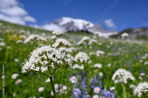 Wild flowers and mountain with blue sky.  Mt Rainer