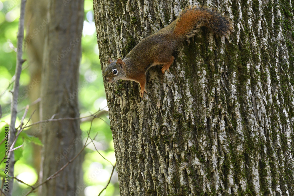 Cute Red Squirrel going down a tree Cute Red Squirrel going down a tree