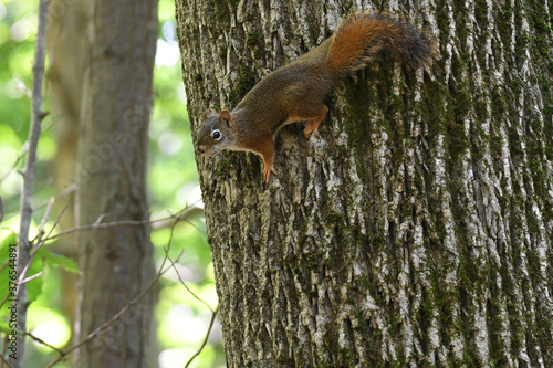 Cute Red Squirrel going down a tree © Switch Lab