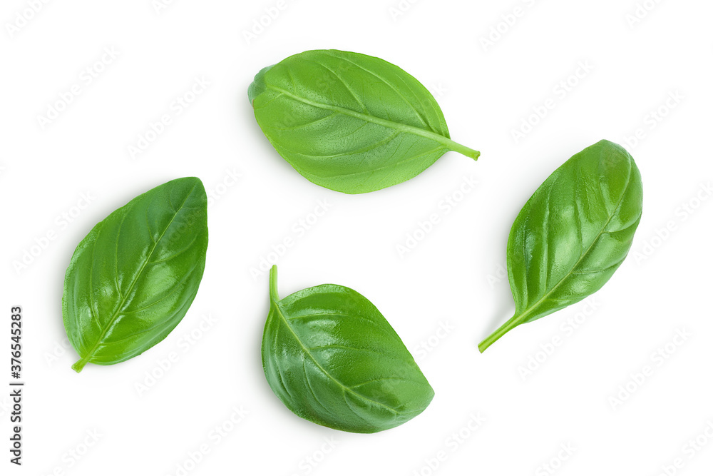 Fresh basil leaf isolated on white background with clipping path and full depth of field. Top view. Flat lay Fresh basil leaf isolated on white background with clipping path and full depth of field. Top view. Flat lay