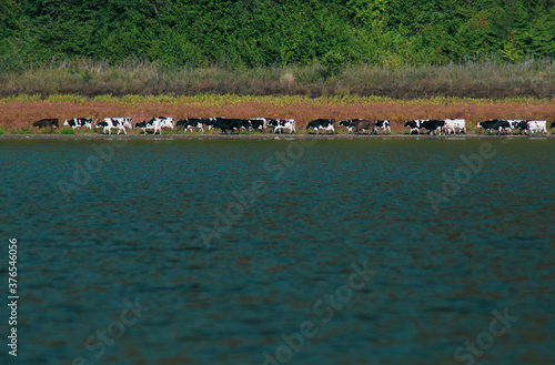 A herd of cows drinking by a lake under a mountain in a sunny day. Concept: Calmness and nature