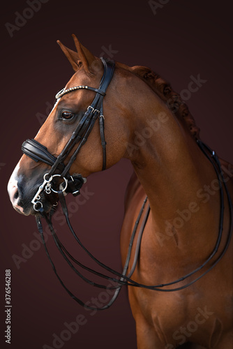 Pferd im Seitenportrait im braunen Studio hochkant