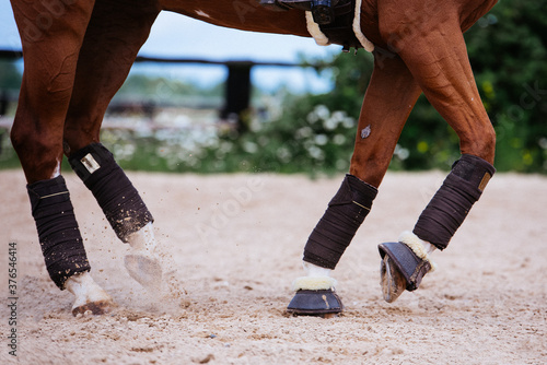 Pferd piaffiert Detail Beine