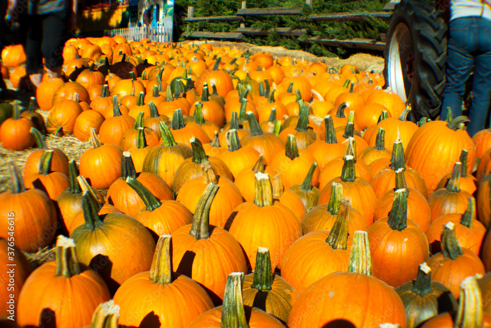 Pumpkin plants in beautiful format. Halloween comes close
