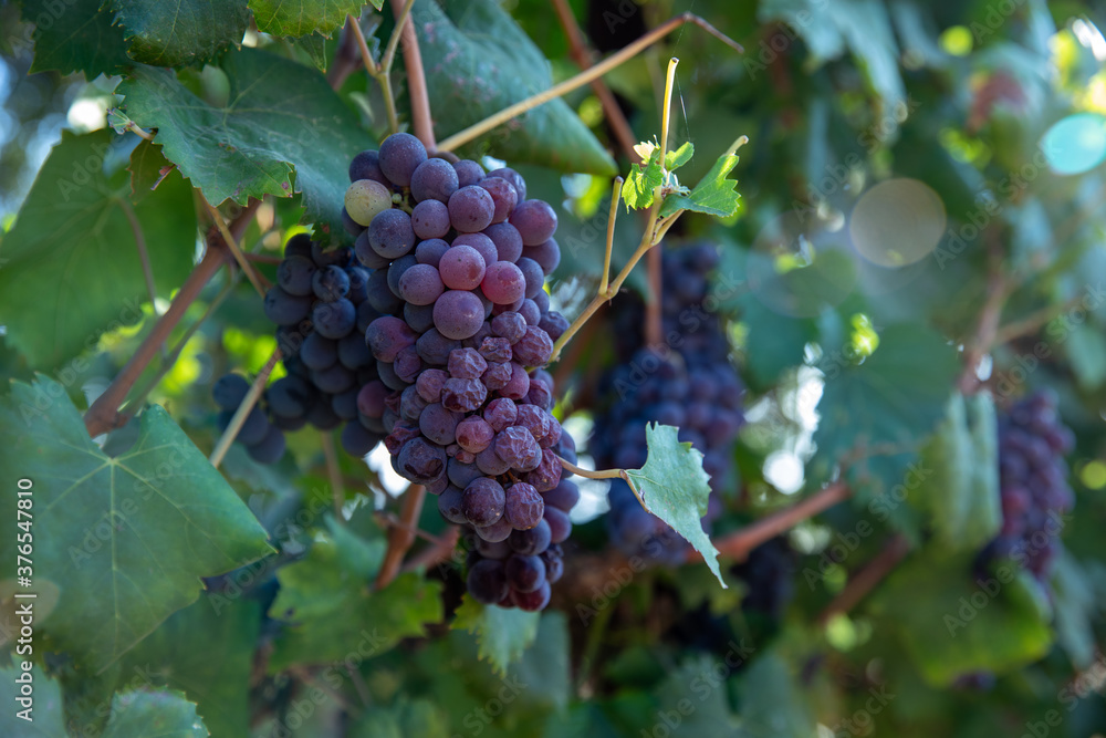 Grapes Wineries. Ripe dark purple grapes on vines tree at wine harvest time on a green background on a vineyard.