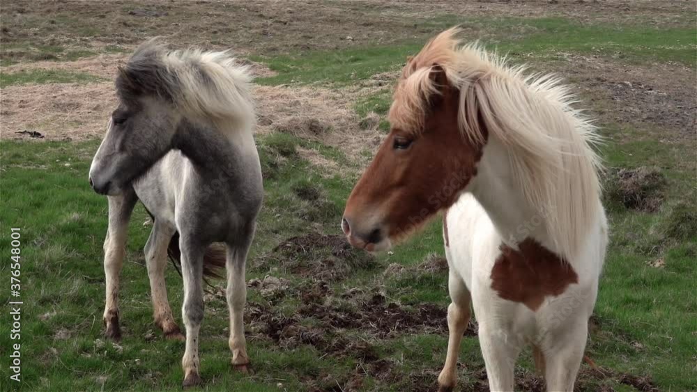 Icelandic ponies looking in the same direction Icelandic ponies looking in the same direction