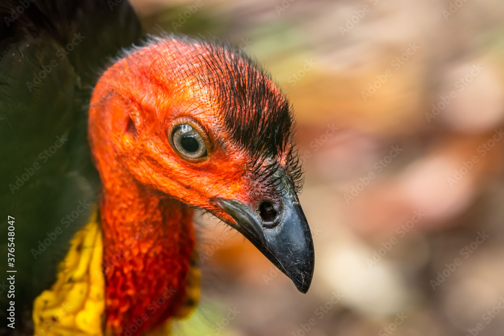 Close up of an Australian Brush Turkey - Alectura lathami - Close up of an Australian Brush Turkey - Alectura lathami -