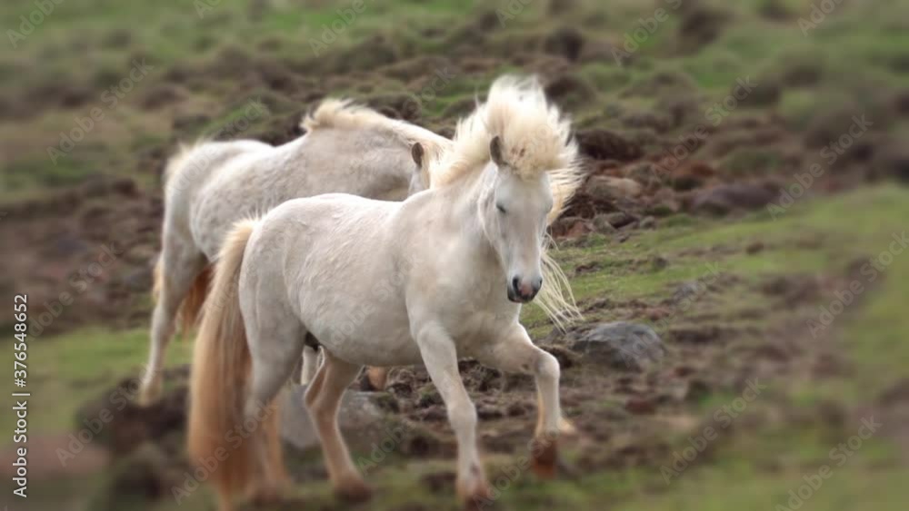 Icelandic ponies fantasy bokeh vignette trotting closer Icelandic ponies fantasy bokeh vignette trotting closer