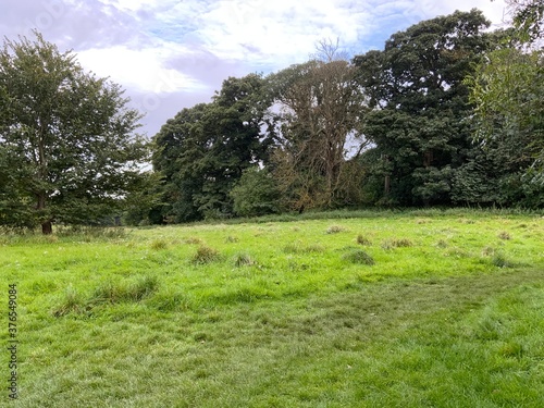 landscape with trees