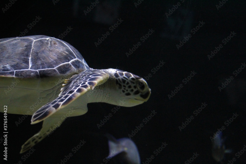 sea turtle - obrazy, fototapety, plakaty 