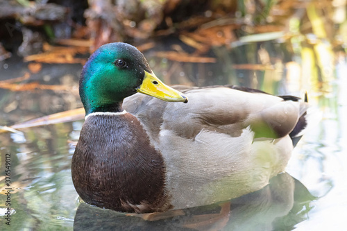 Original wildlife photograph of a male mallard duck floating on a pond with autumn colored grasses