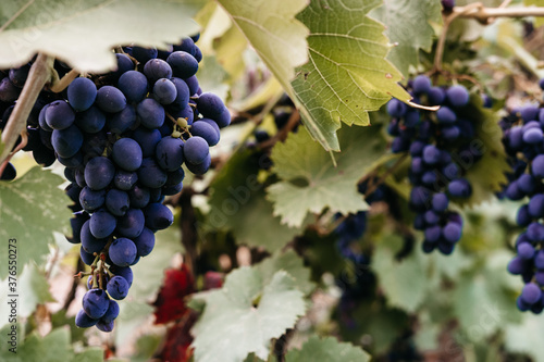 Delicious and healthy fruits, fresh autumn harvest. Ripe red grapes hang in a cluster on a green vine in the vineyard. Black maiden grapes, large bunch. photo