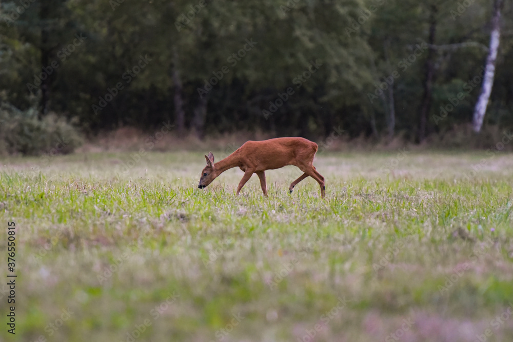 roe deer in nature roe deer in nature