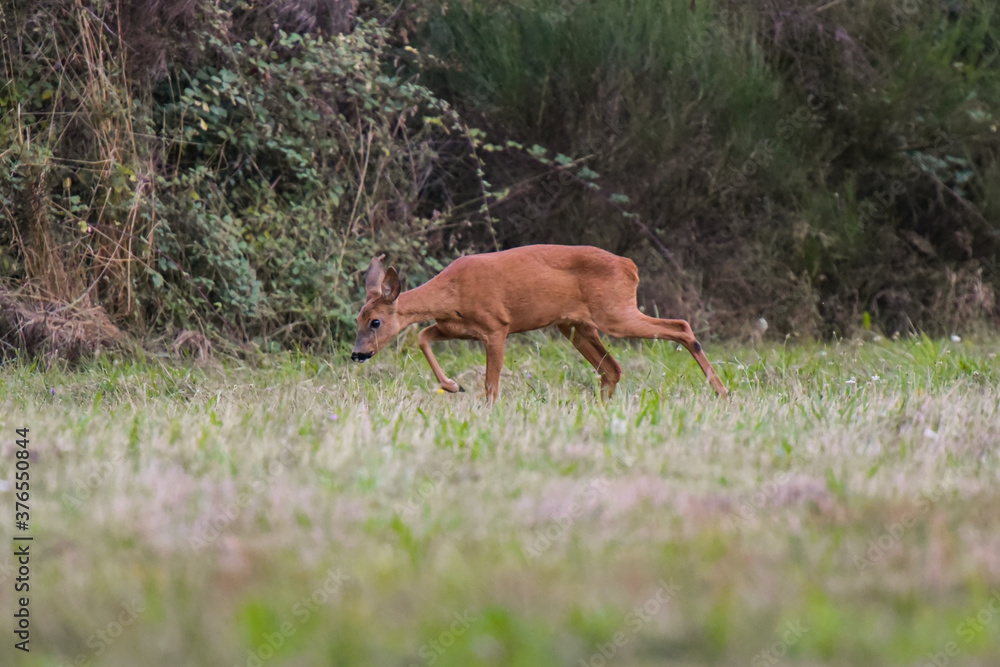Fototapeta premium roe deer in nature