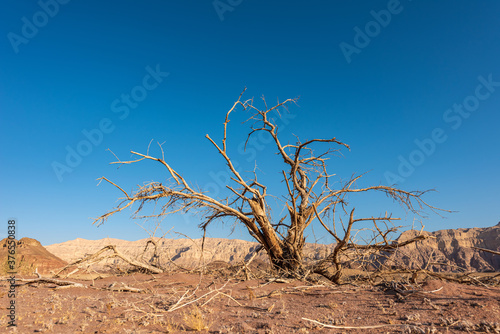 Picturesque desert landscape in Timna park with dry tree. Arava Valley  Israel.