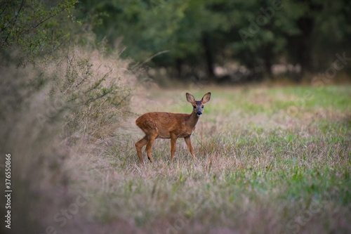 roe deer in nature