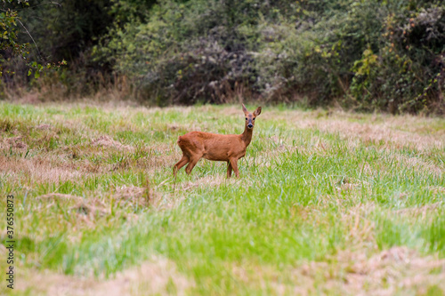 Fototapeta Naklejka Na Ścianę i Meble -  roe deer in nature